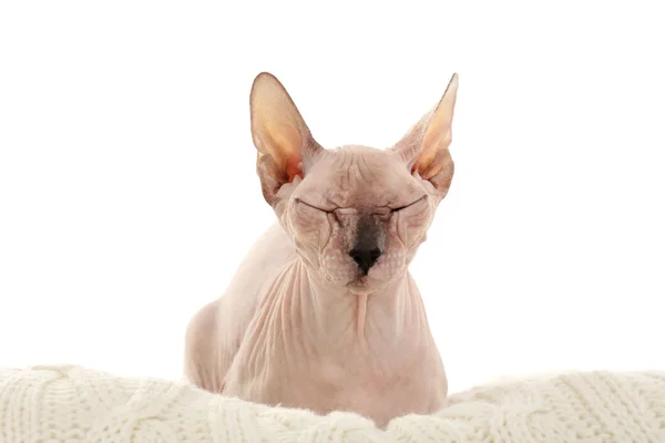 Sphynx haarlose Katze — Stockfoto