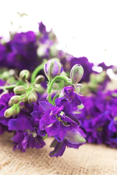 Beautiful purple flowers — Stock Photo, Image