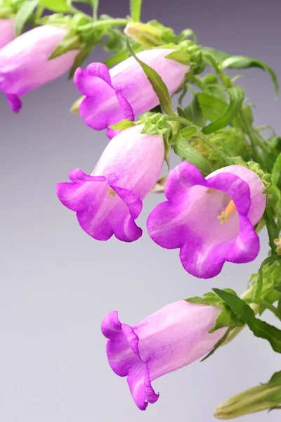 Beautiful wild flowers — Stock Photo, Image