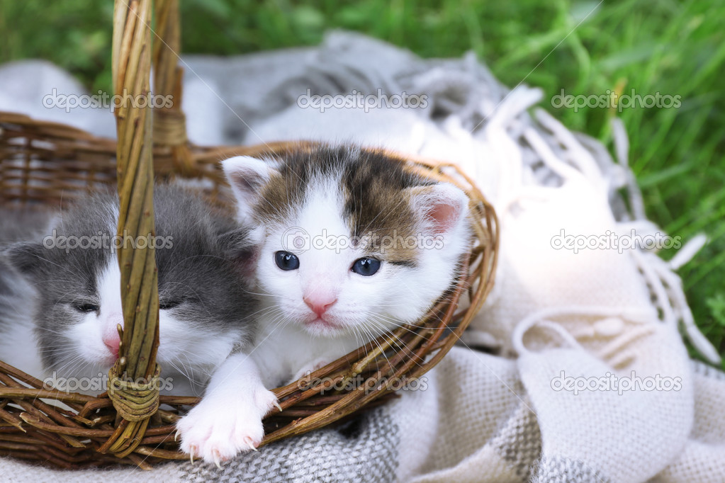 Cute little kittens in basket