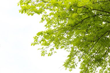 güzel bahar ağacının yaprakları