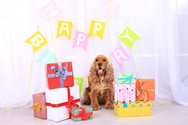 İngiliz cocker spaniel ve doğum günü