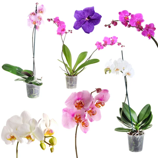 Колаж красивих орхідей — стокове фото