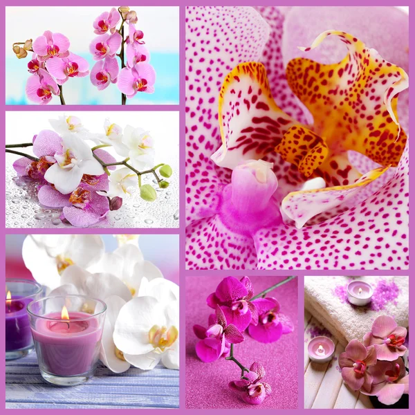 Collage de hermosas orquídeas — Foto de Stock