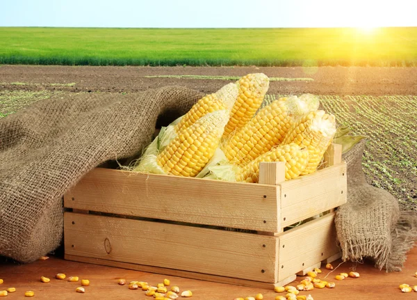 Tasty corn on green field background — Stock Photo, Image