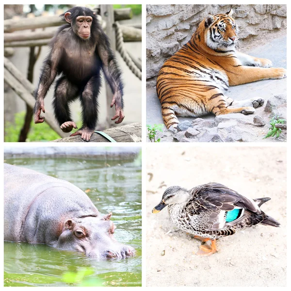 Animals collage — Stock Photo, Image