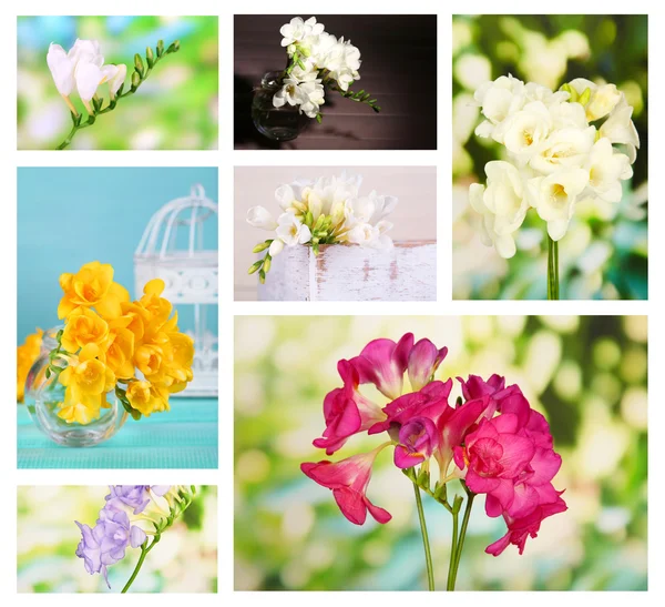 Colagem de belas freesias — Fotografia de Stock