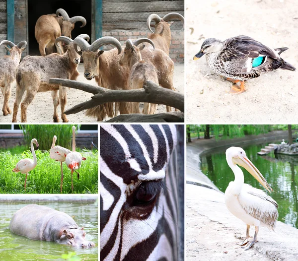 Hayvanat Bahçesi kolaj — Stok fotoğraf