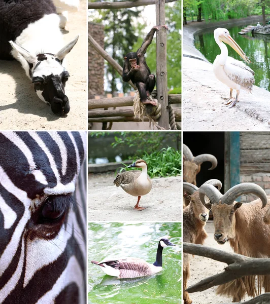 Zoo collage — Stock Photo, Image