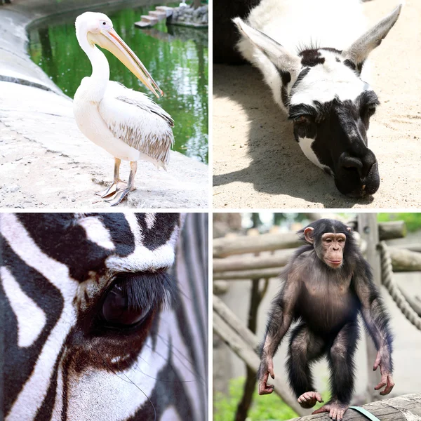 Zoo collage — Stock Photo, Image