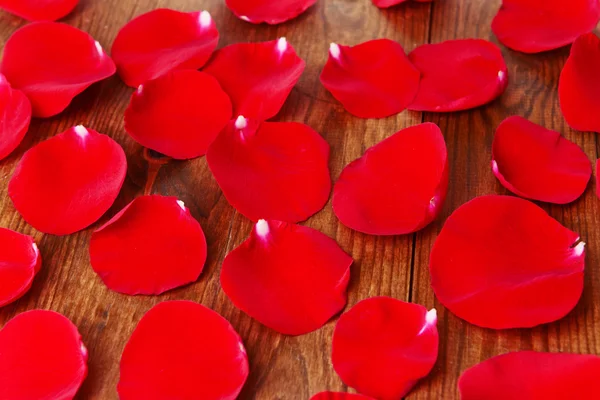 Hermosos pétalos de rosas rojas —  Fotos de Stock