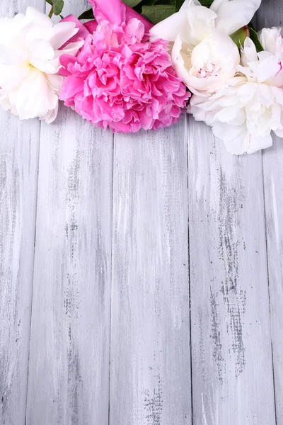 Beautiful pink and white peonies — Stock Photo, Image