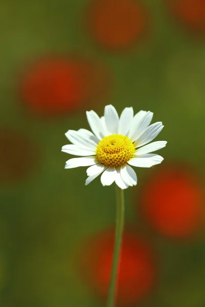Bela flor margarida — Fotografia de Stock
