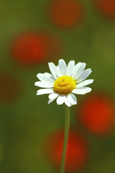 Vacker tusensköna blomma — Stockfoto