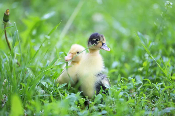 緑の芝生で少しかわいいアヒルの子 — ストック写真