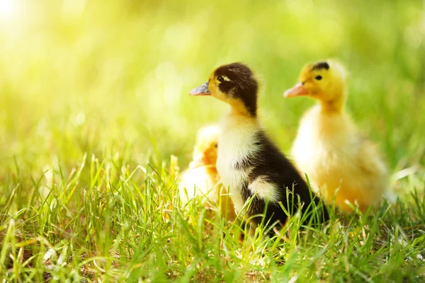 Little cute ducklings on green grass — Stock Photo, Image
