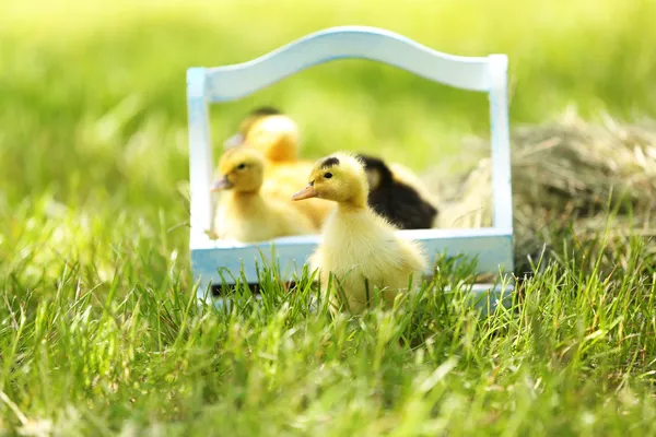 Little cute ducklings  in wooden basket on green grass — Stock Photo, Image