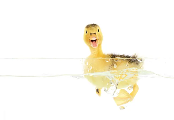 Pływające małe kaczątko ładny — Zdjęcie stockowe