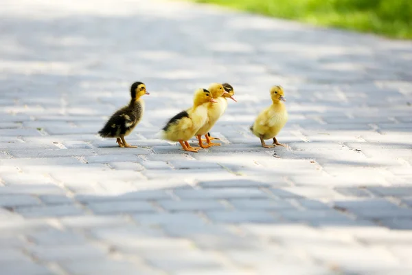 Little cute ducklings — Stock Photo, Image