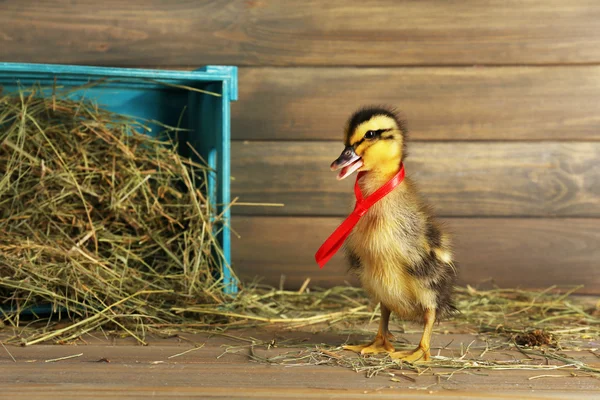 只可爱的小鸭子在谷仓里 — 图库照片