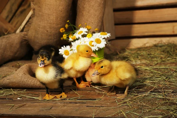 Pequeños patitos lindos en granero —  Fotos de Stock