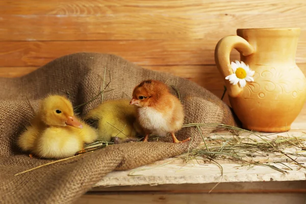 Weinig schattige eendjes in schuur — Stockfoto