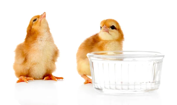 Małe słodkie kurczaki — Zdjęcie stockowe