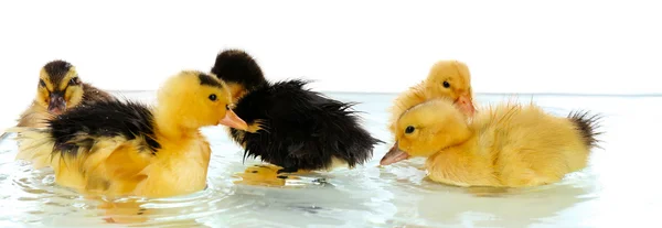 Floating little cute ducklings