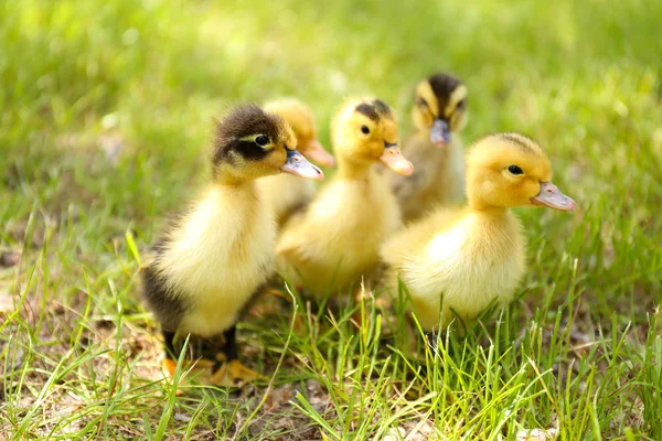 Niewiele cute kaczki na zielonej trawie — Zdjęcie stockowe