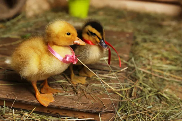 Niewiele cute kaczki w stodole — Zdjęcie stockowe