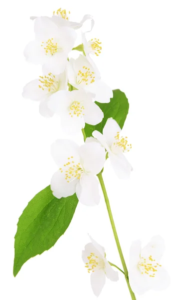 Красивые цветы жасмина — стоковое фото