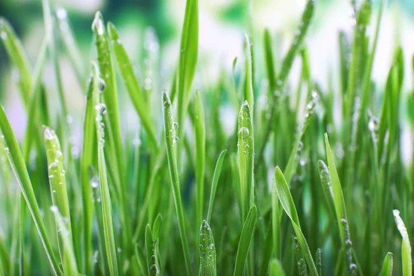 Hermosa hierba de primavera — Foto de Stock