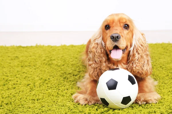 English cocker spaniel on carpet with ball in room — Stock Photo, Image