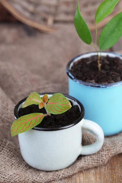 Jungpflanze im Becher — Stockfoto