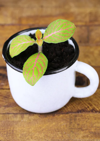 Young plant in mug — Stock Photo, Image