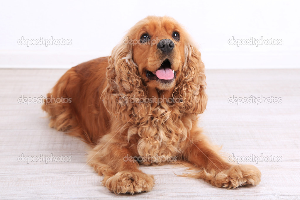 English cocker spaniel in room