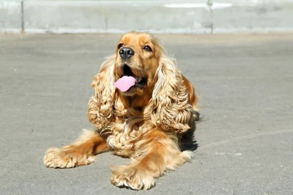 Inglês cocker spaniel ao ar livre — Fotografia de Stock