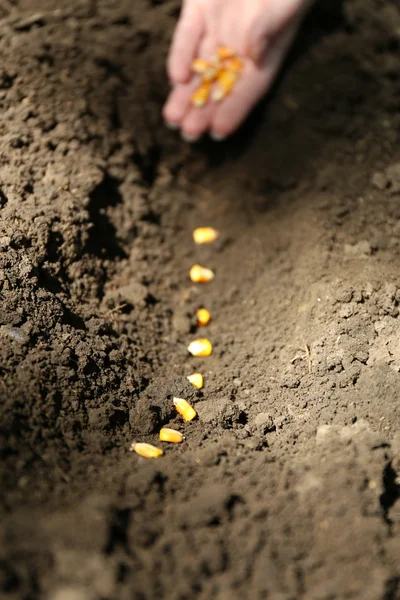 Sowing seeds into soil — Stock Photo, Image