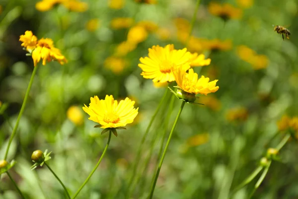 Açık havada bahar çiçekleri — Stok fotoğraf