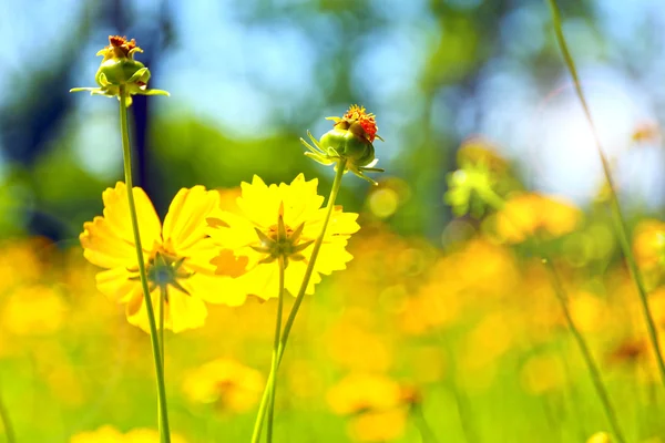 Spring flowers, outdoors — Stock Photo, Image