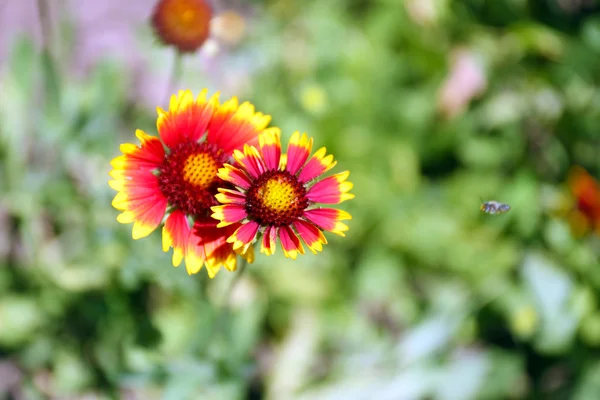 Gaillardia (filt blomma) i blom — Stockfoto