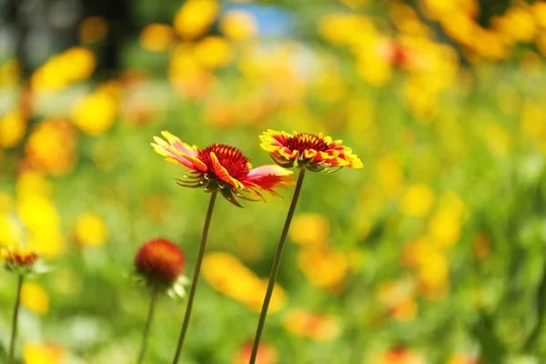 Gaillardia çiçek — Stok fotoğraf