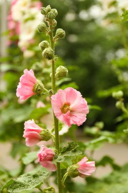 güzel bir çiçek bahçesinde