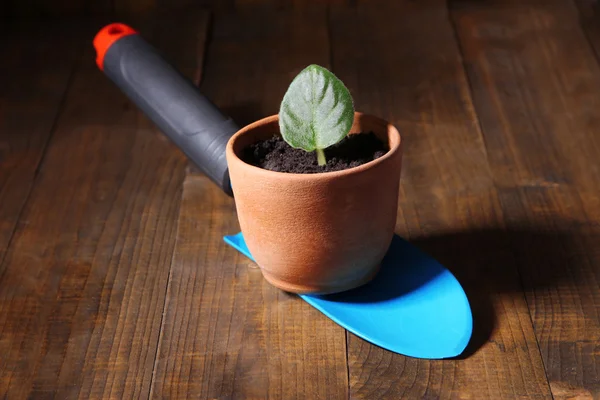 Mikrop pot ve kürek kemiği üzerinde ahşap tablo — Stok fotoğraf