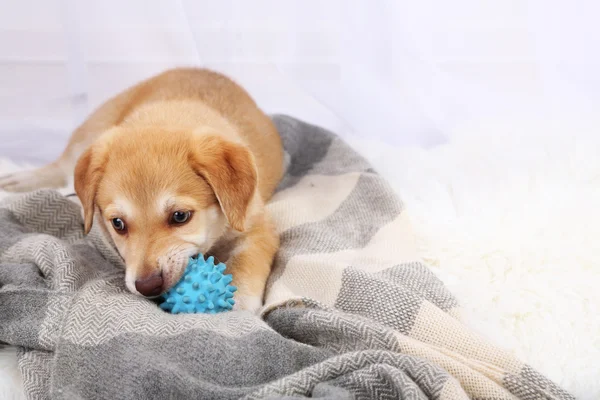 Schattige beige puppy spelen op witte tapijt — Stockfoto