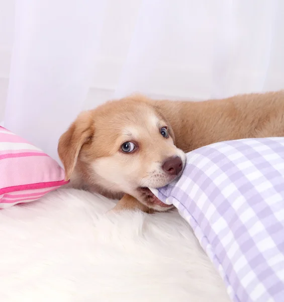 Симпатичный бежевый щенок играет на белом ковре — стоковое фото