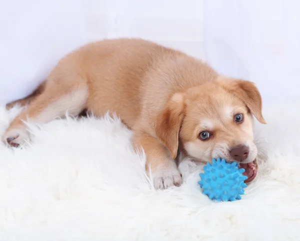 Bonito cachorrinho bege brincando com bola no tapete branco — Fotografia de Stock