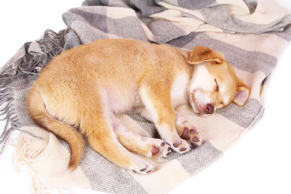 Malé štěňátko spí na barva plaid — Stock fotografie