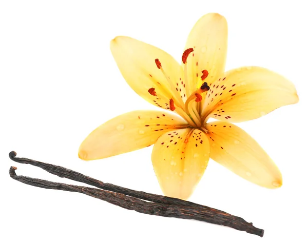 Zambak çiçeği ve vanilya çubukları üzerinde beyaz izole — Stok fotoğraf