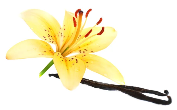 Zambak çiçeği ve vanilya çubukları üzerinde beyaz izole — Stok fotoğraf